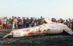 Ditarik dari Pantai Jatimalang, Ribuan Warga Saksikan Proses Penguburan Hiu Tutul Seberat 4,2 Ton