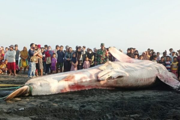 Ditarik dari Pantai Jatimalang, Ribuan Warga Saksikan Proses Penguburan Hiu Tutul Seberat 4,2 Ton