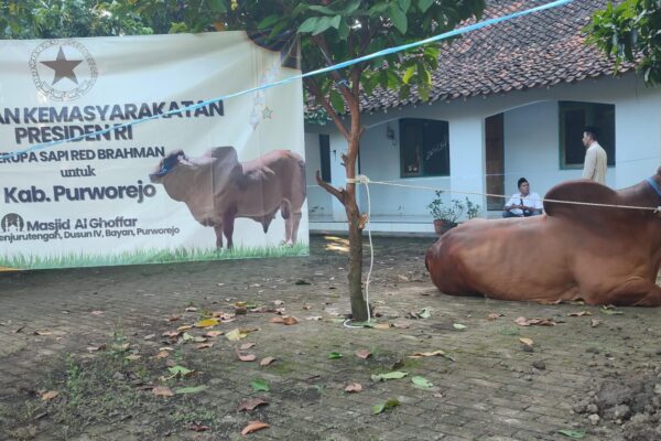 Berkah Idul Adha di Sucenjurutengah Purworejo, Masjid Al Ghoffar Terima Sapi Red Brahman Bantuan Presiden
