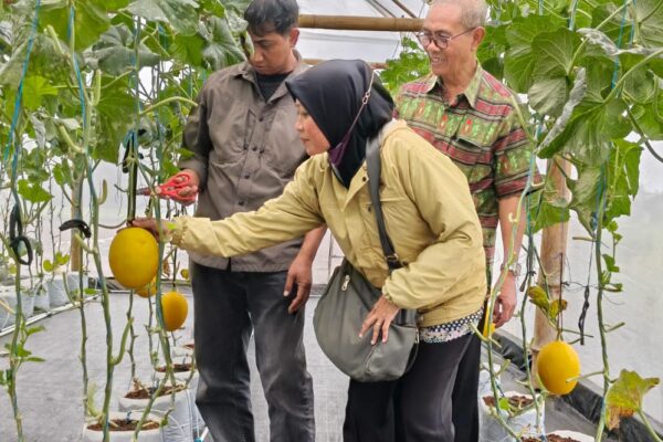 Manisnya Wisata Petik Melon Loh Jinawi, Destinasi Agrowisata Baru di Doplang Purworejo